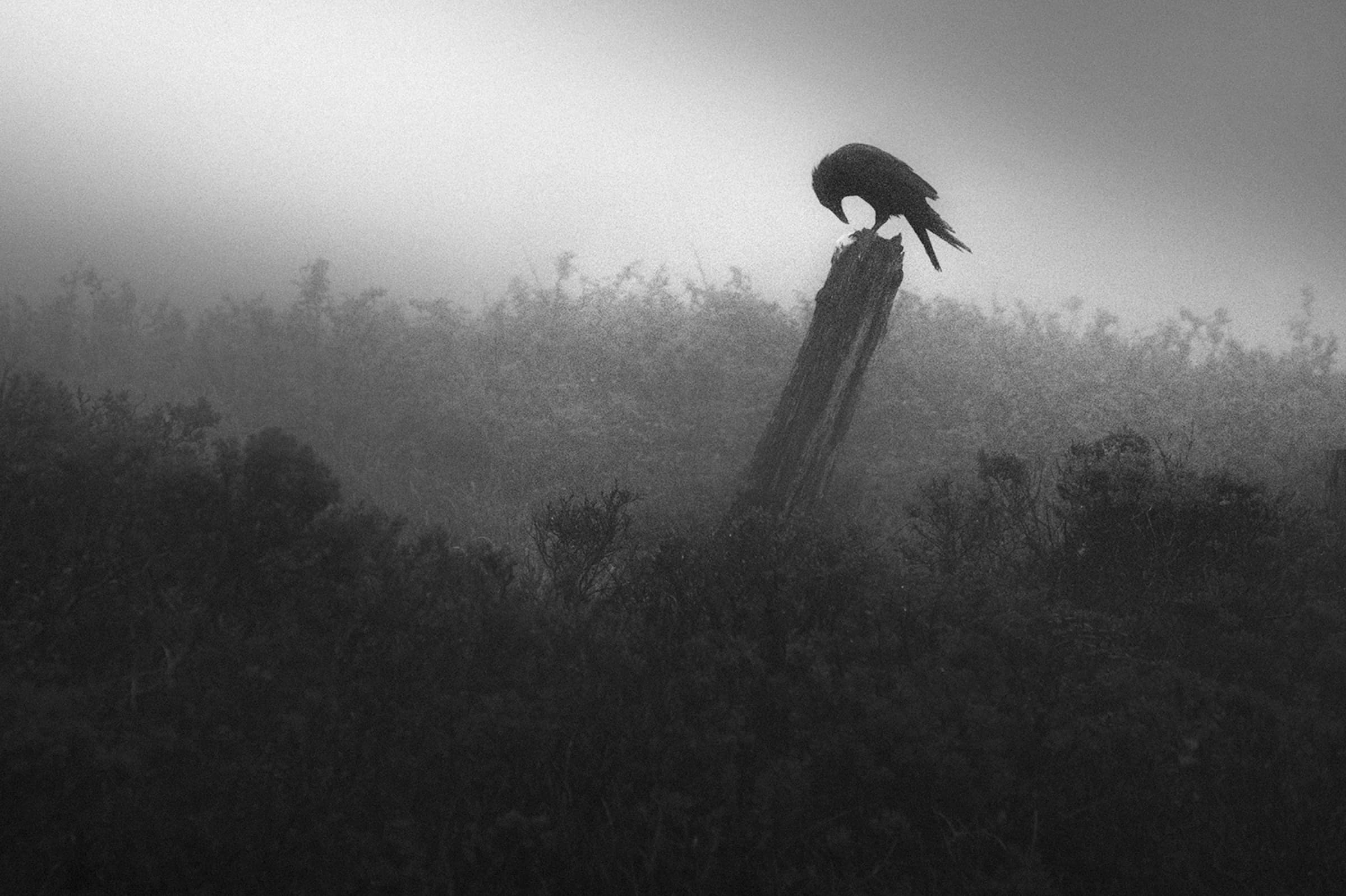 Photograph by Dianne Woods